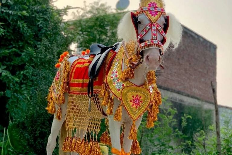 Baggi Service with traditional arrangements for baraat events
